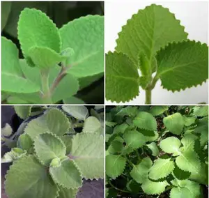 2 Cuban Oregano~Mexican Mint~Spanish Thyme~Well Rooted plant 5 to 7 Inches 2 Cuban Oregano~Mexican Mint~Spanish Thyme~Well Rooted plant 5 to 7 Inches