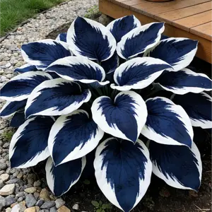 200pcs Blue Hosta Seeds Perennials with Deep Foliage Easy to Grow for Bold Garden all Season Striking Contrast Foliage Perfect for Shady Areas Vibrant Blooms