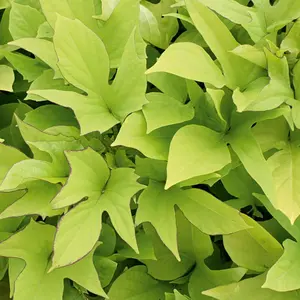 Proven Accents® Sweet Caroline Light Green Sweet Potato Vine