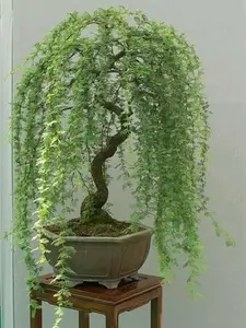 Bonsai Green Weeping Willow Tree - Thick Trunk Cutting