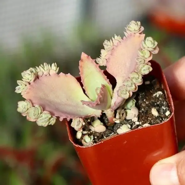 Mother of Thousands Live Succulent Plant in 2" 4" 6" Pot