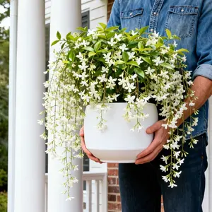 Trailing Jasmine Seeds Bridal Veil High Germination Rate Nodding Clerodendron Easy to Grow Long Lasting Aroma for Home Garden Fragrant Blooms Rare Cascading Jasmine Perfect for Balconies & Indoor Pots