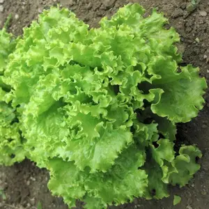 Organic Salad Bowl Lettuce Seeds (Lactuca sativa) – Tender, Cut-and-Come-Again Variety for Fresh Salads
