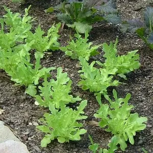 Organic Oakleaf Lettuce Seeds (Lactuca sativa) – Unique Shape, Tender Leaves – Minimum: 150+ Seeds