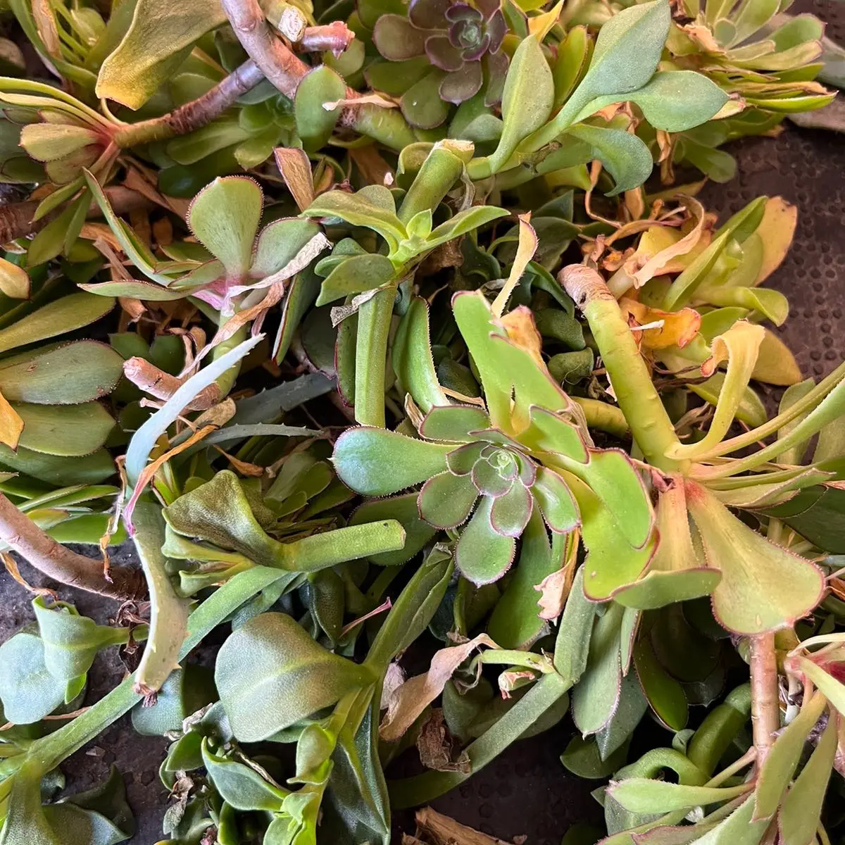 Succulent cuttings Plants