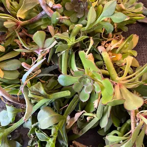 Succulent cuttings Plants