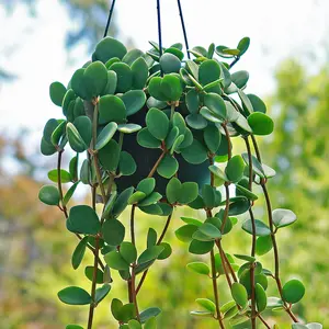 Peperomia Hope 'Peperomia tetraphylla'