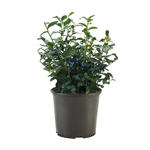 Genetic Blueberry Live Plant