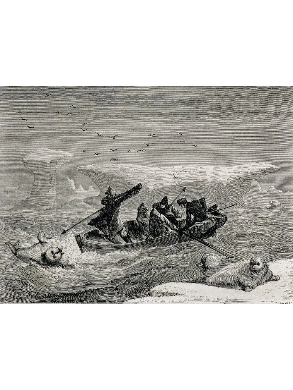 Hunting Walrus with Harpoons In the Spitsbergen Islands Svalbard Archipelago 19th Century Engraving Poster Print
