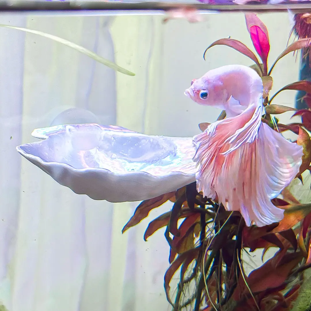 Seashell Betta Perch / Betta Bed / Hammock