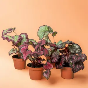 4" Pot Begonia Rex Variety (4-Pack) – Indoor Live Plants, Assorted Rex Begonias, Colorful & Textured Foliage Mix, Unique & Eye-Catching Leaves, Bright Indirect Light, Aesthetic Home Décor, Perfect Gift Rose