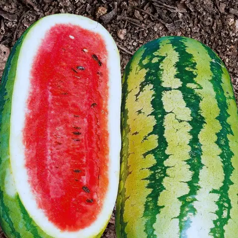 Heirloom Jubilee Watermelon Seeds for Growing Seeded Watermelons