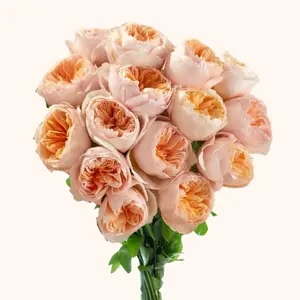 David Austin Juliet Peach Garden Roses 40cm-50cm Stem Length Full Cupped Romantic Wedding English Roses 5cm Bloom Size Fresh From Ecuador