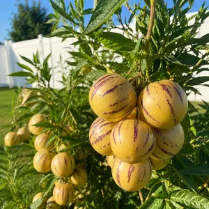 Pepino Melon Seeds for Planting – Sweet Non-GMO Heirloom Fruit Seeds for Backyard & Patio Gardens
