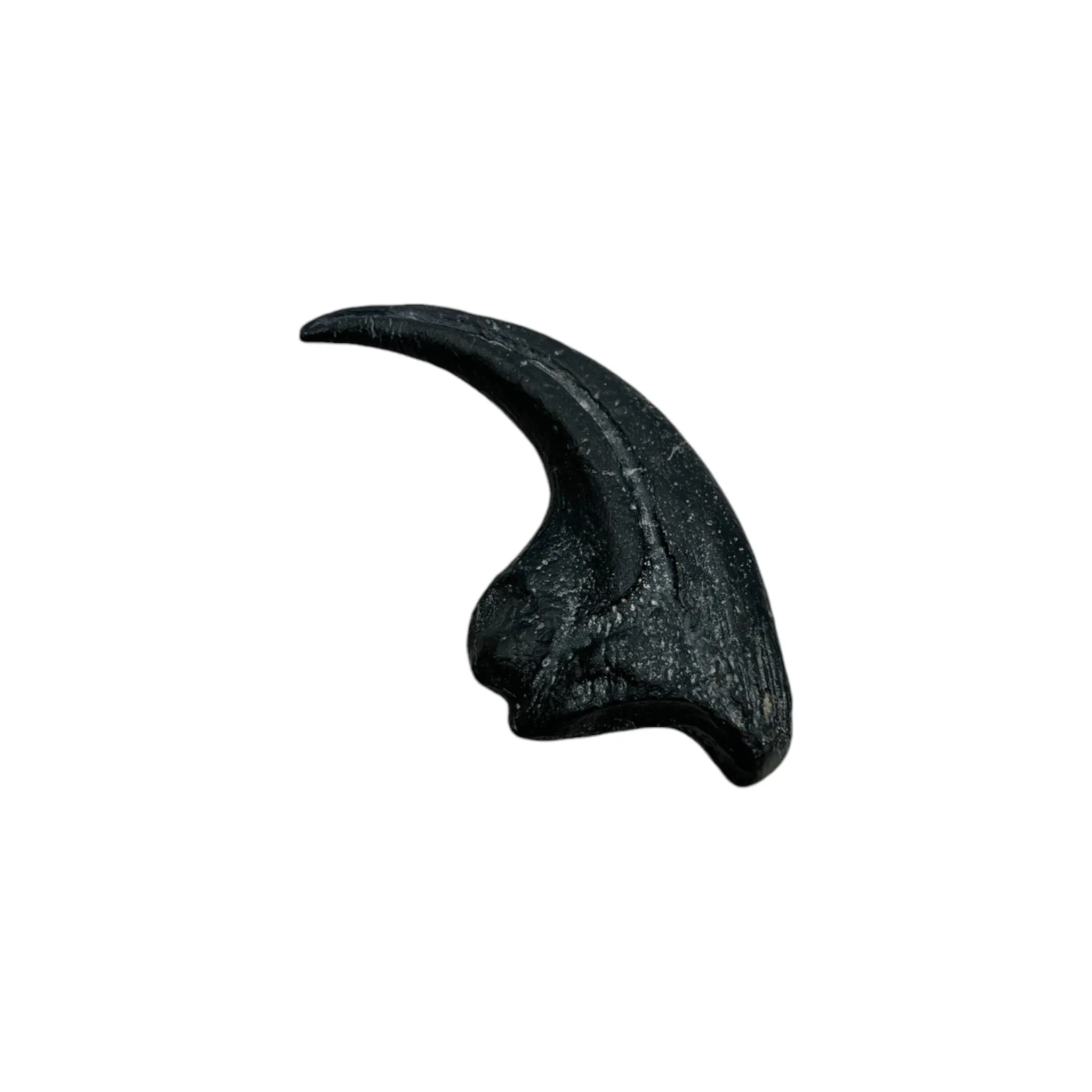 Allosaurus Claw Replica - Jurassic Theropod Dinosaur