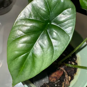 Alocasia Sinuata 1 Leaf Starter Plant - Indoor Plant