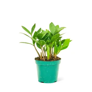 ZZ Plant, Small