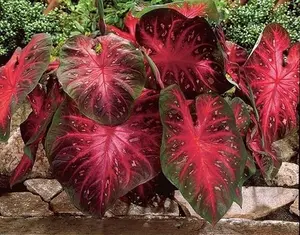 10 Bulbs Caladium Red Flash Thrives in Heat & Humidity Elephant Ears All Summer Color for Sun or Shade Good in Containers