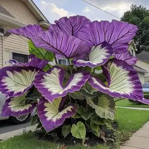 800Pcs Hosta Seeds – Fast-Growing Shade Perennials for Pots, Patios & Pathways