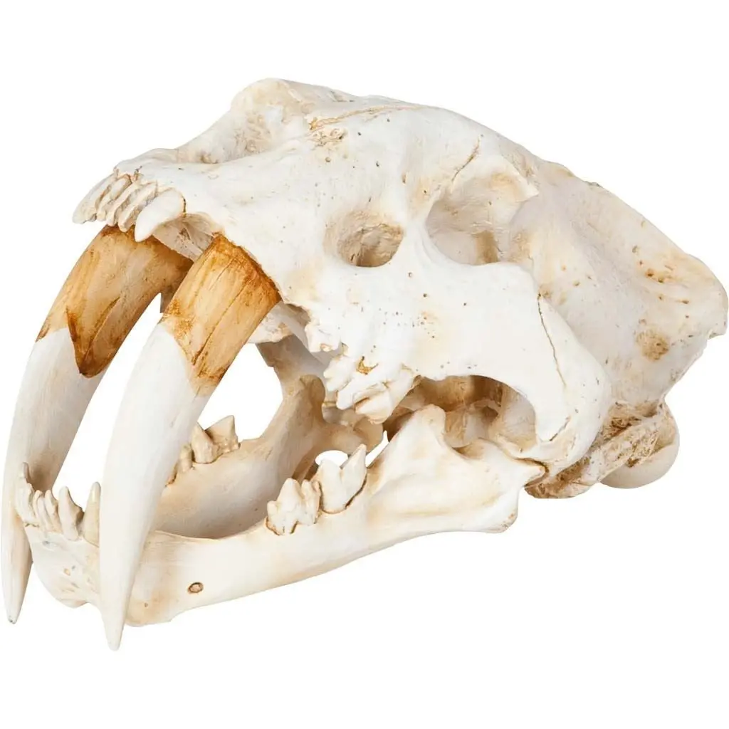 HomeRoots 392417 15 x 9 x 9 in. Authentic Replica White Sabertooth Skull Sculpture