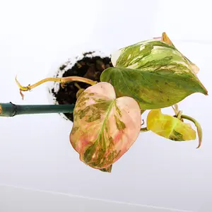 Variegated Philodendron Pink/Aurea Micans rare plant