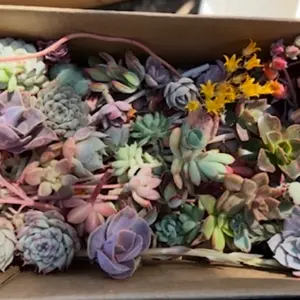 Mystery Succulent Cuttings Mix - Assorted Colors & Shapes for Unique Garden Decor
