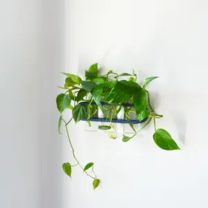 Large Wall Plant Flower Glass Vase Propagation