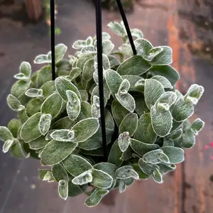 Tradescantia white velvet Tradescantia white velvet