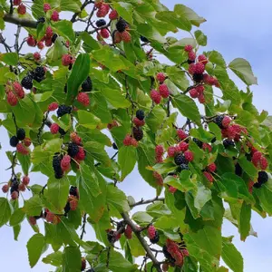 Dwarf Everbearing Mulberry Tree