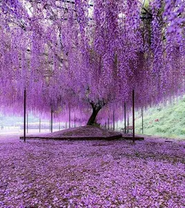 Purple Wisteria – Live Plant – 6-12" Tall – In 2.5" Pot – Hardy & Fast-Growing – No Ship To AK, HI & P.R.