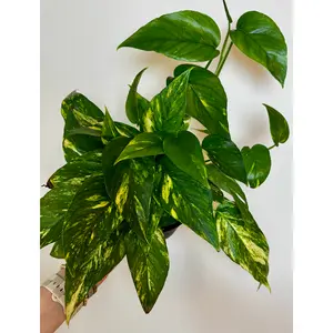 6” Epipremnum Yellow Sunrise