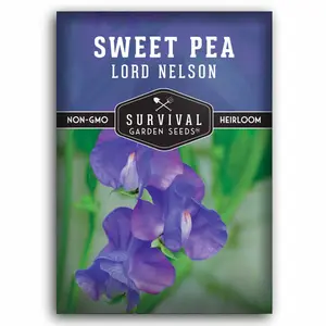 Lord Nelson Sweet Pea Seeds - Grow Fragrant Sweet Pea Flowers