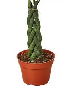 4" Braided Snake Plant