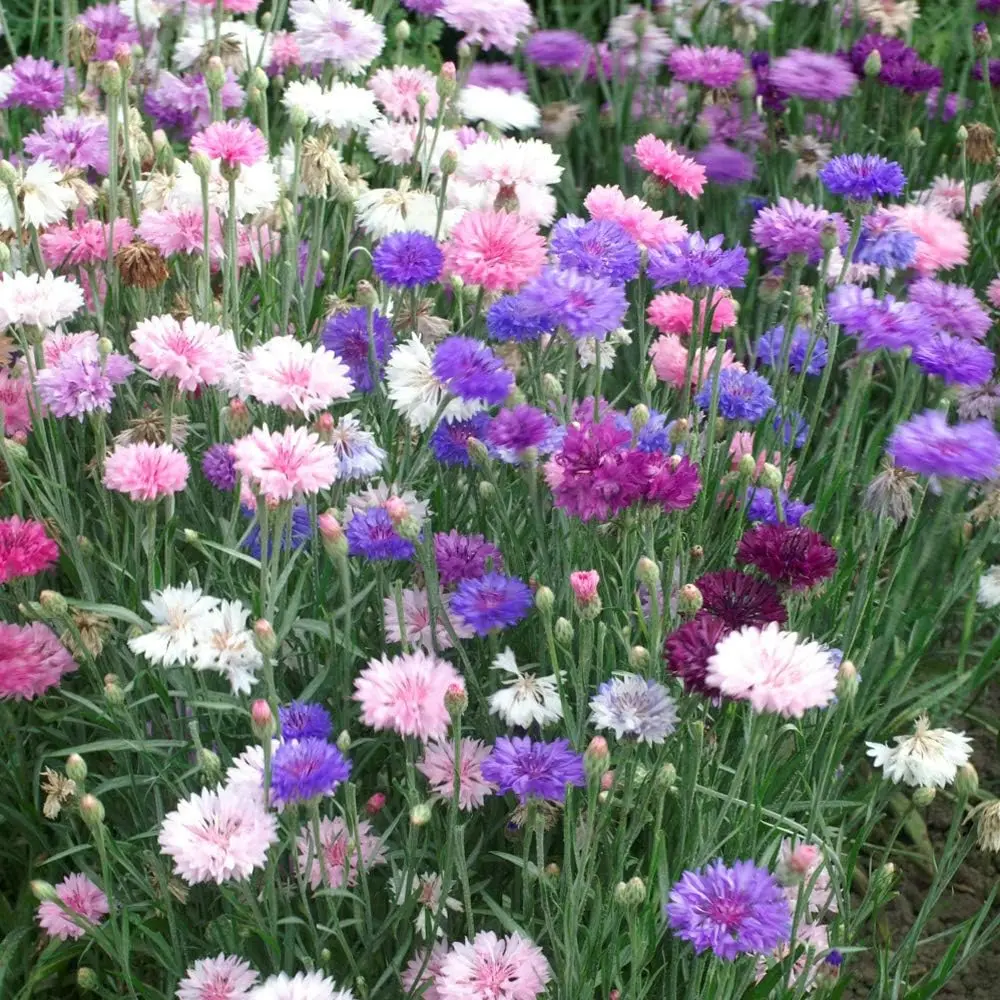 800 Seeds Polka Dot Cornflower Bachelor's Button Garden Flower Seed Mix for Planting