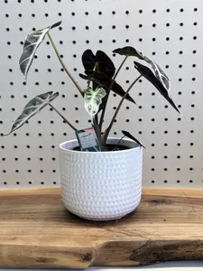 Alocasia Amazonica Polly - Indoor African Mask Plant with Bold Sculptural Leaves for Bright Indirect Light & High Humidity