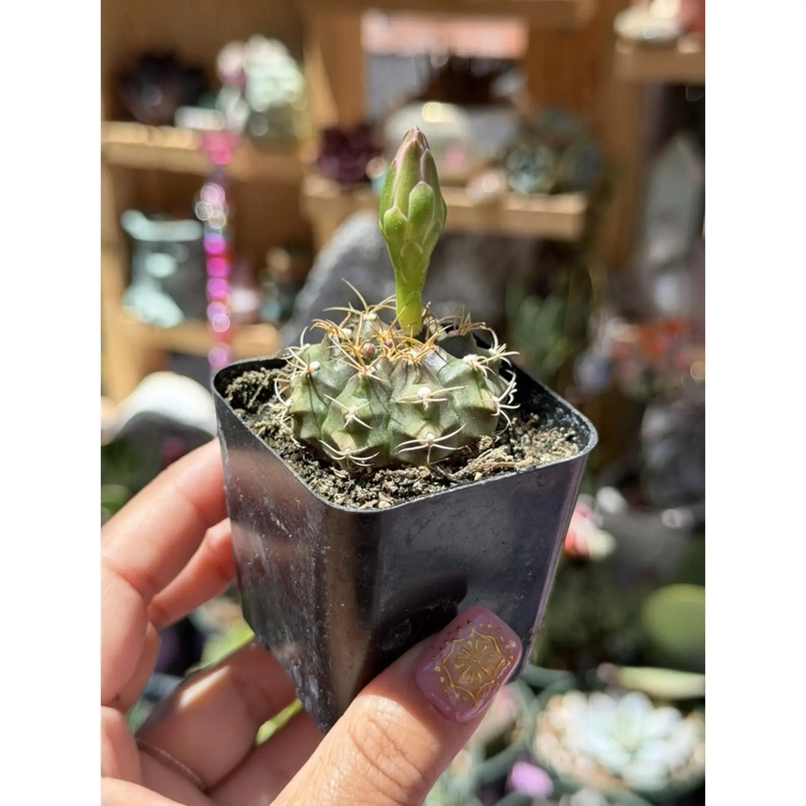 Gymnocalycium Tucavocense - Rare Cactus Plant