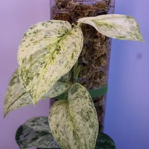 RARE Scindapsus Halimoon 4” | Pole Grown Scindapsus | Collector Plant