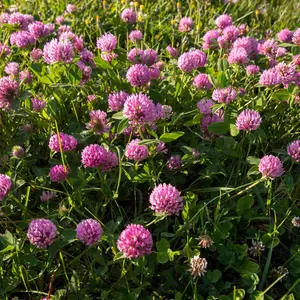 Perennial Red Clover Seeds - 1/4 lbs. Self-Seeding, Nitrocoated, Inoculated Clover Seeds for Lawn, Yard, Forage, Pasture, Hay, Nitrogen Fixation, Soil Improvement & Crop Rotation Programs