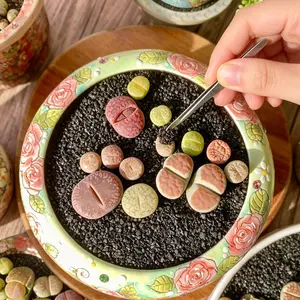Lithops Living Stone Succulent  10pc（0.6-0.8）– Rare Cute Pebble Plant for Home Decor | Real Plant, Easy Care, Low Maintenance, Indoor Garden Gifta