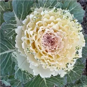 Kale seeds, suitable for gardening, easy to grow, suitable for beginners and gardeners
