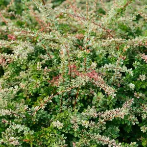 Sunjoy Sequins® Barberry