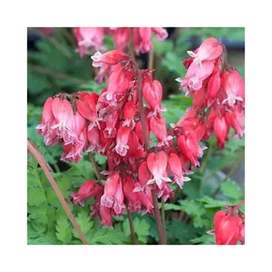 Green River 25 Luxuriant Bleeding Heart Seeds - Premium Perennial Flower Seeds, Vigorous Pink Heart Blooms For Cottage Gardens, Shade-Loving Plant With Graceful Arching Stems