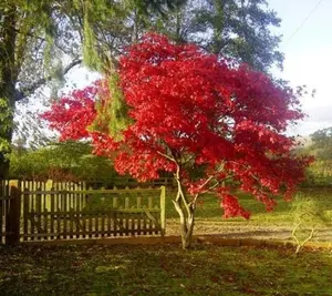 Fireglow Upright Red Japanese Maple