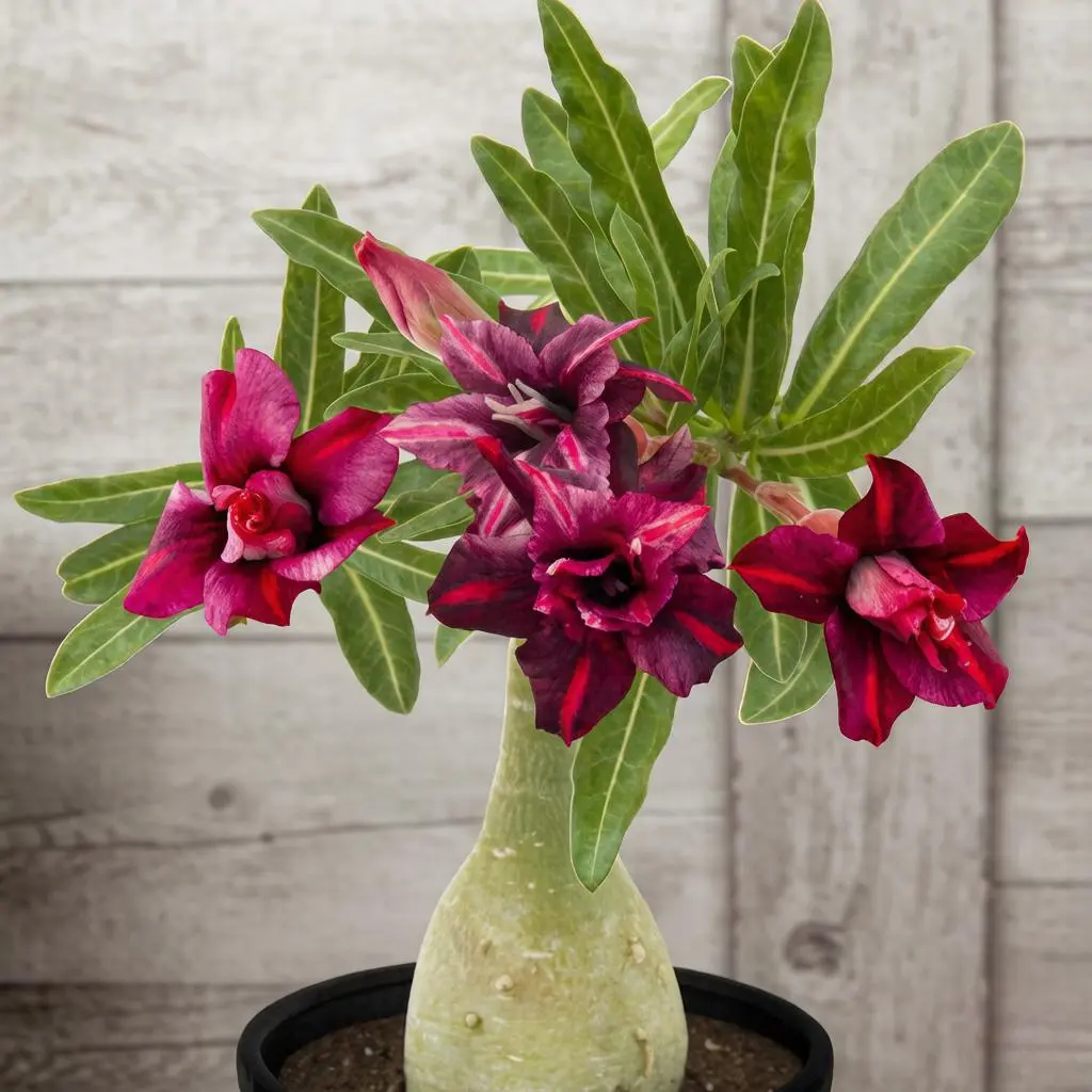 Balcony Garden Desert Rose Adenium Supply, Colorful Flowering Decor, Simple to Maintain