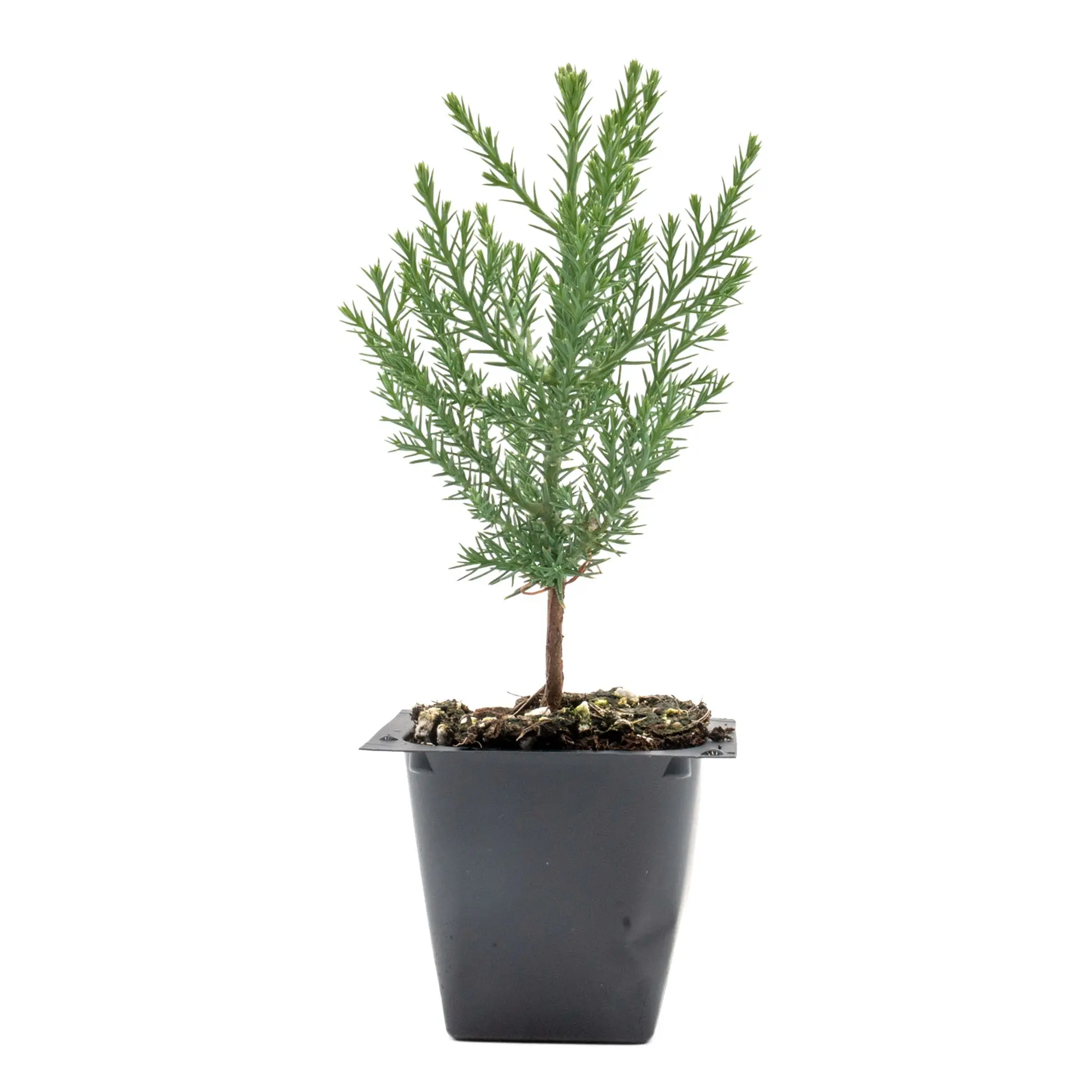 Giant Sequoia Trees in 2.5” Nursery Cubes (Sequoia gigantea)
