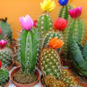 Seeds Cactus Rare Succulents Cacti - Flower Mixed