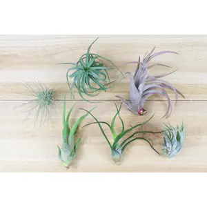 Tillandsia Air Plant Grab Bag of Small & Medium Tillandsia [6 Pack]