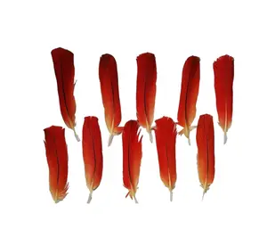 African Parrot Feather (10 Feathers)