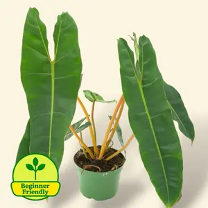 Philodendron Billietiae 6” Easy Care House Plant - Live Tropical House Plant