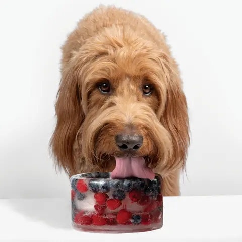 Freeze-Your-Own Dog Treat Bowl